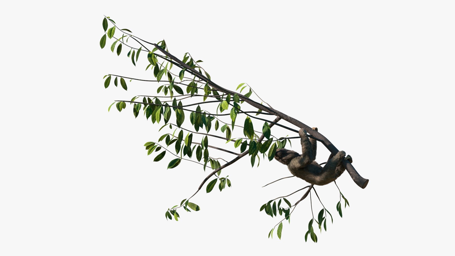 Sloth Fur Set Animated Rigged For Maya 3D model https://p.turbosquid.com/ts-thumb/sD/qduaRt/66/sloth_fur_set_animated_rigged_for_maya_018/jpg/1792016323/1920x1080/fit_q87/d0412748800e5787aeeb6eb713d97e6c647894e7/sloth_fur_set_animated_rigged_for_maya_018.jpg