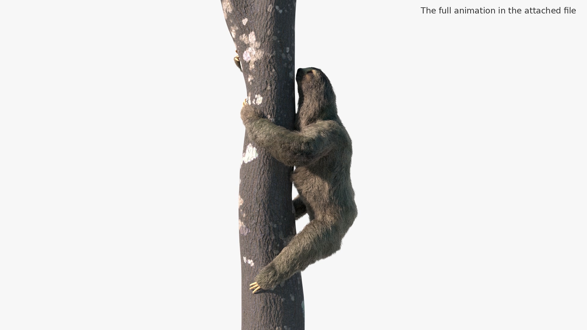 Sloth Fur Set Animated Rigged For Maya 3D model https://p.turbosquid.com/ts-thumb/sD/qduaRt/DK/sloth_fur_set_animated_rigged_for_maya_365/jpg/1792016153/1920x1080/turn_fit_q99/34769d0350d7f3f9e7bac92913c68cd6bd236ad5/sloth_fur_set_animated_rigged_for_maya_365-1.jpg