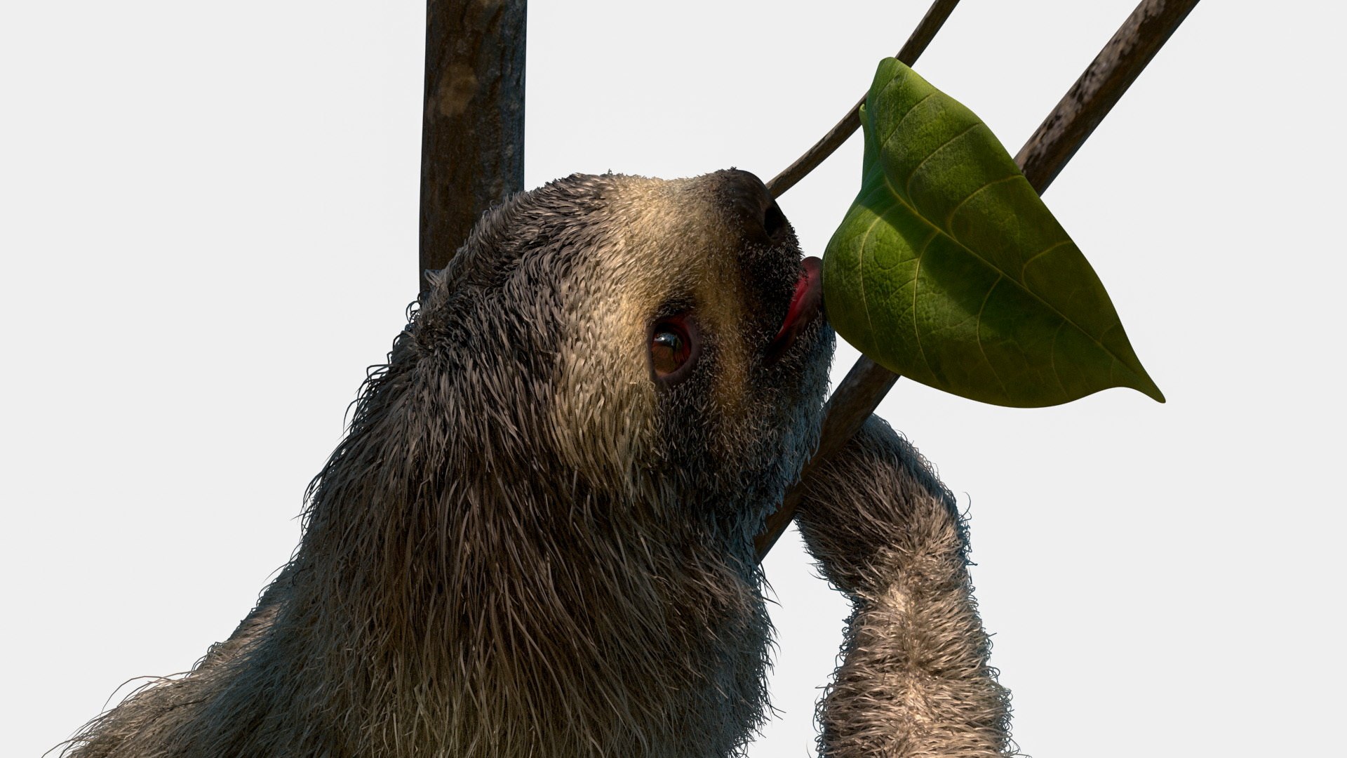 Sloth Fur Set Animated Rigged For Maya 3D model https://p.turbosquid.com/ts-thumb/sD/qduaRt/II/sloth_fur_set_animated_rigged_for_maya_012/jpg/1792016306/1920x1080/fit_q87/138249e030e9874b8abba1d0a0281bd8adbe653a/sloth_fur_set_animated_rigged_for_maya_012.jpg