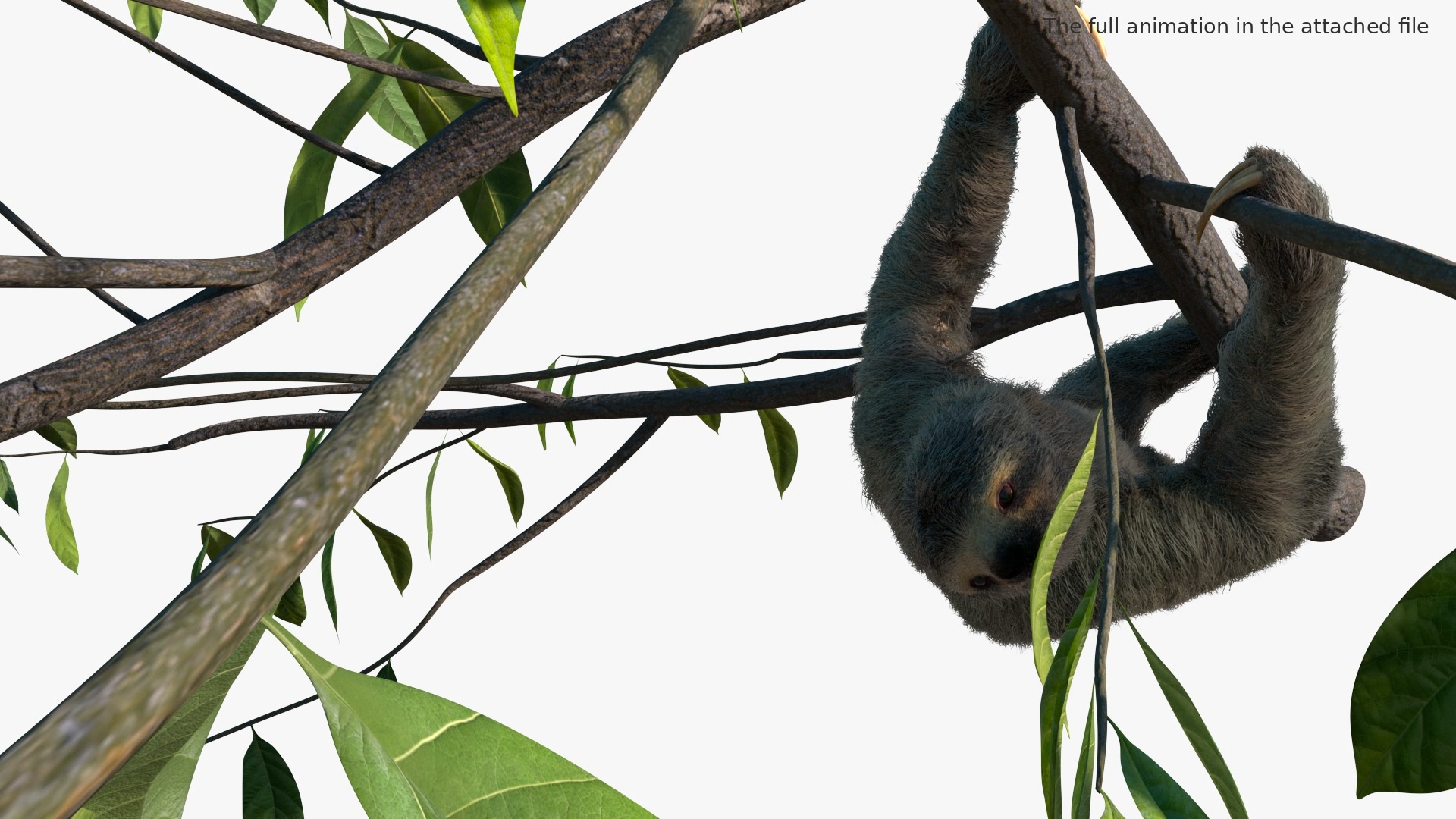 Sloth Fur Set Animated Rigged For Maya 3D model https://p.turbosquid.com/ts-thumb/sD/qduaRt/Vb/sloth_fur_set_animated_rigged_for_maya_363/jpg/1792016023/1920x1080/turn_fit_q99/f11c1cefc1d9e8a37daa8b5148f23a9a8cf3973d/sloth_fur_set_animated_rigged_for_maya_363-1.jpg