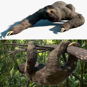 Sloth Fur Set Animated Rigged For Maya 3D model