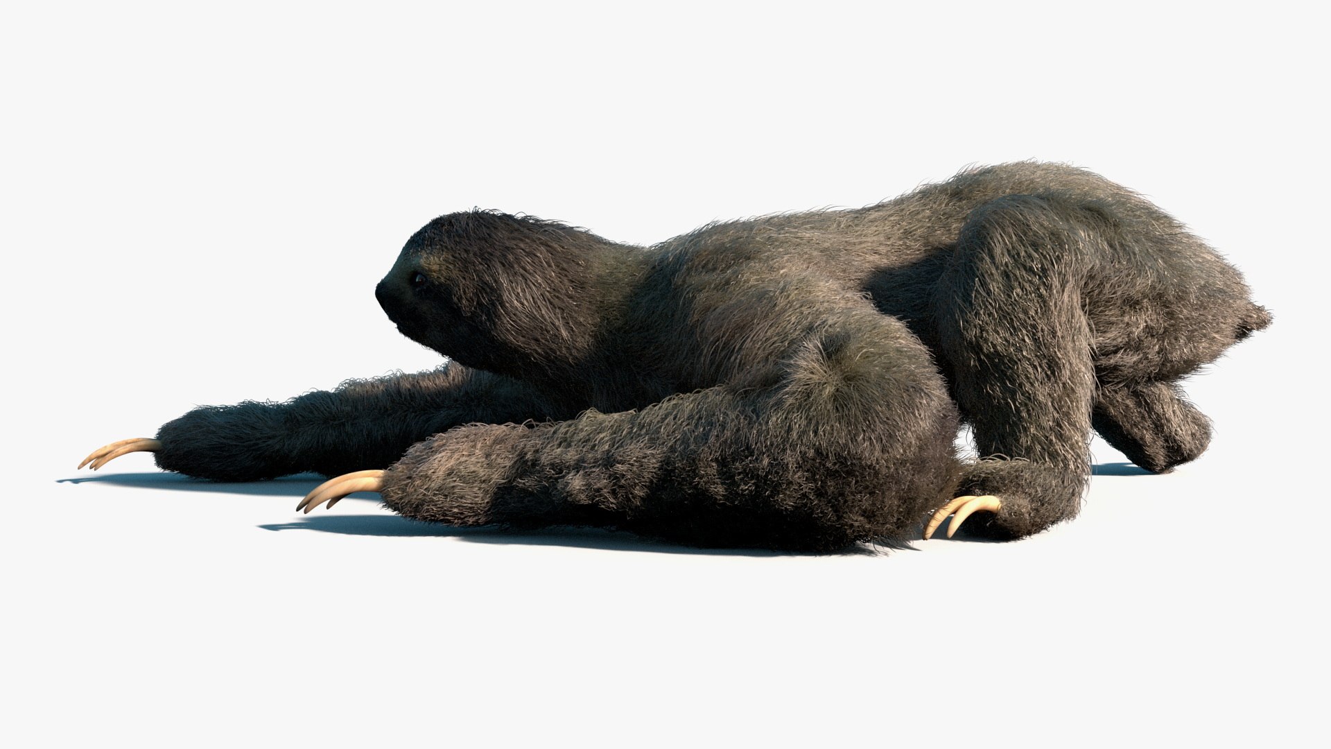 Sloth Fur Set Animated Rigged For Maya 3D model https://p.turbosquid.com/ts-thumb/sD/qduaRt/ZM/sloth_fur_set_animated_rigged_for_maya_007/jpg/1792016292/1920x1080/fit_q87/14b068ca2a5e1676fd021c5180dcdb6c01057f51/sloth_fur_set_animated_rigged_for_maya_007.jpg