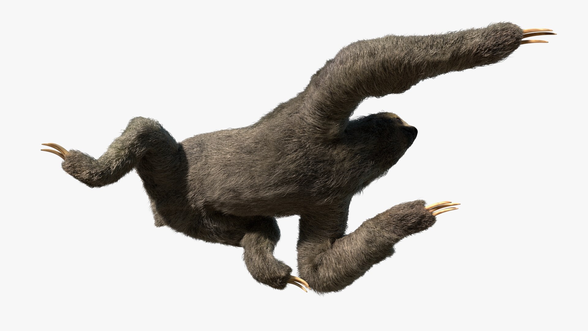 Sloth Fur Set Animated Rigged For Maya 3D model https://p.turbosquid.com/ts-thumb/sD/qduaRt/lv/sloth_fur_set_animated_rigged_for_maya_010/jpg/1792016300/1920x1080/fit_q87/89e747bebae4c04f8b9630aab18de22a6b4d3f8e/sloth_fur_set_animated_rigged_for_maya_010.jpg