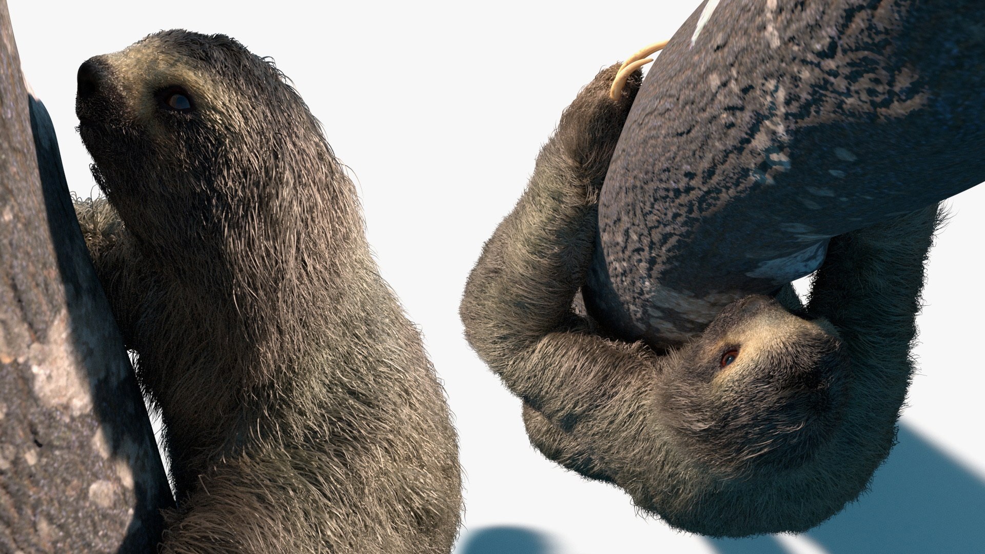 Sloth Fur Set Animated Rigged For Maya 3D model https://p.turbosquid.com/ts-thumb/sD/qduaRt/mx/sloth_fur_set_animated_rigged_for_maya_013/jpg/1792016309/1920x1080/fit_q87/cc9ef3b6658cab57a499e67b27fbc852408ca004/sloth_fur_set_animated_rigged_for_maya_013.jpg