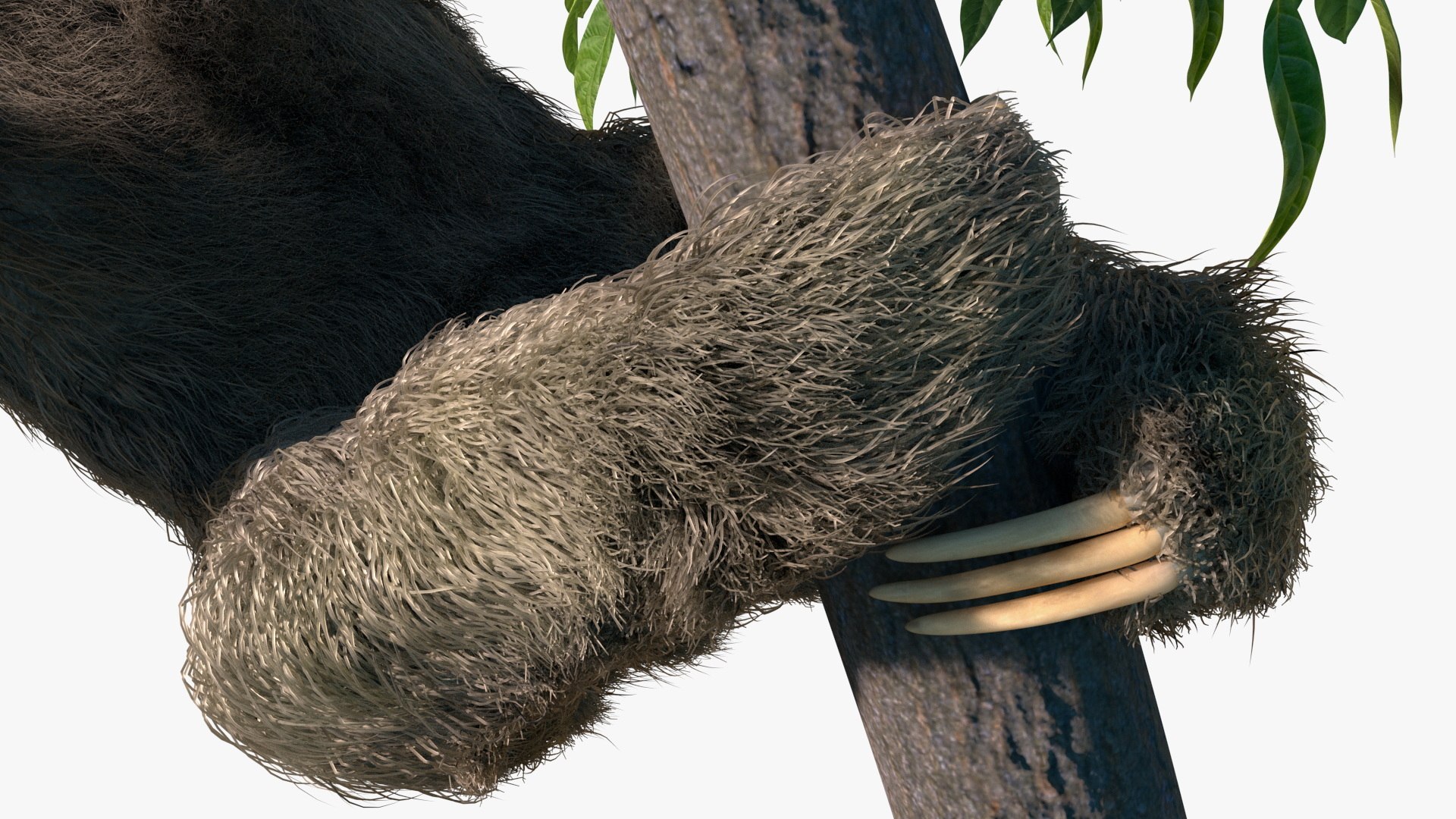 Sloth Fur Set Animated Rigged For Maya 3D model https://p.turbosquid.com/ts-thumb/sD/qduaRt/tN/sloth_fur_set_animated_rigged_for_maya_017/jpg/1792016321/1920x1080/fit_q87/531c81291082e7a5ae2c3107dff5adba4c883266/sloth_fur_set_animated_rigged_for_maya_017.jpg