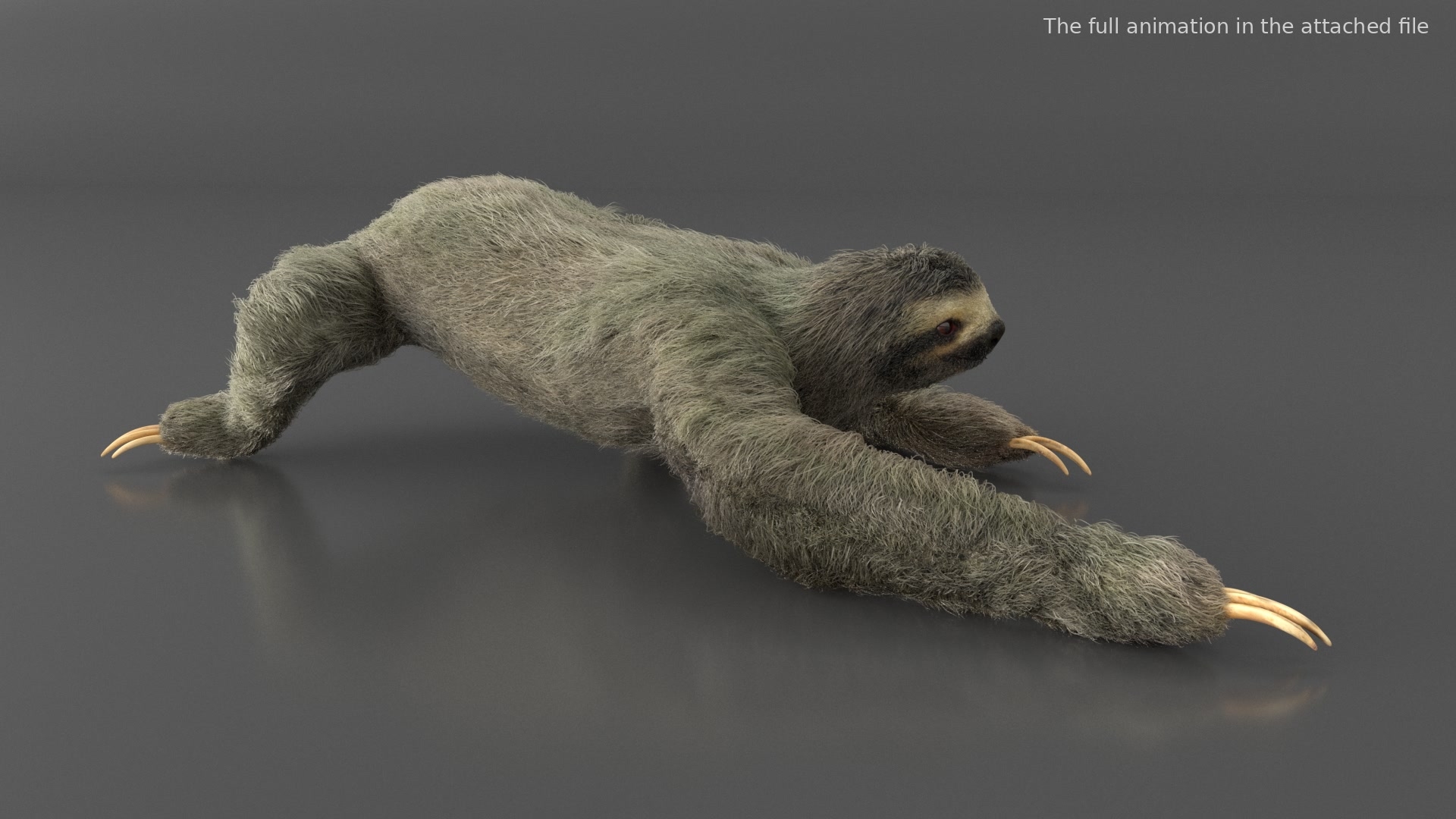 Sloth Fur Set Animated Rigged For Maya 3D model https://p.turbosquid.com/ts-thumb/sD/qduaRt/tT/sloth_fur_set_animated_rigged_for_maya_361/jpg/1792015900/1920x1080/turn_fit_q99/946b2a67f3c00bfcb3cae6d470e5f1ffa2061478/sloth_fur_set_animated_rigged_for_maya_361-1.jpg