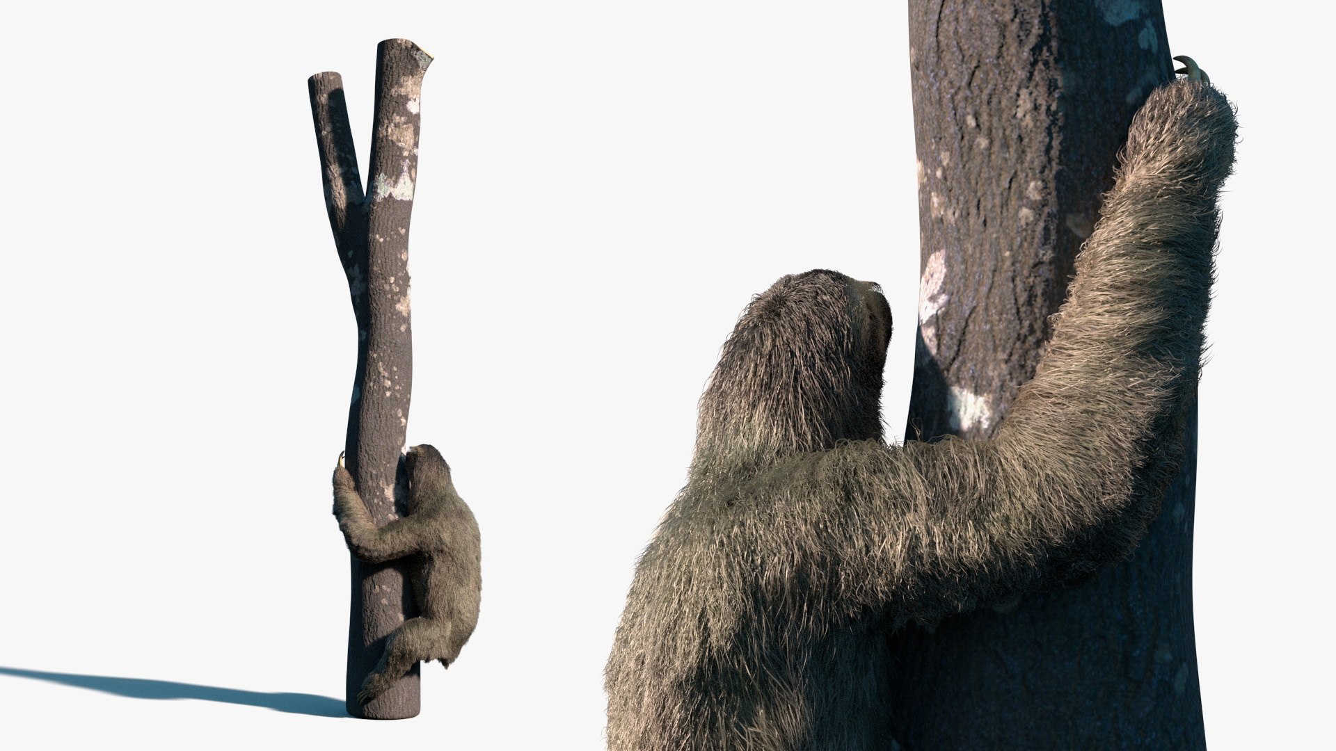 Sloth Fur Set Animated Rigged For Maya 3D model https://p.turbosquid.com/ts-thumb/sD/qduaRt/xH/sloth_fur_set_animated_rigged_for_maya_014/jpg/1792016312/1920x1080/fit_q87/472d23a0bbe86c211314456185e6c4d609626fe4/sloth_fur_set_animated_rigged_for_maya_014.jpg