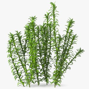 3D Aquarium Plant Elodea Young model