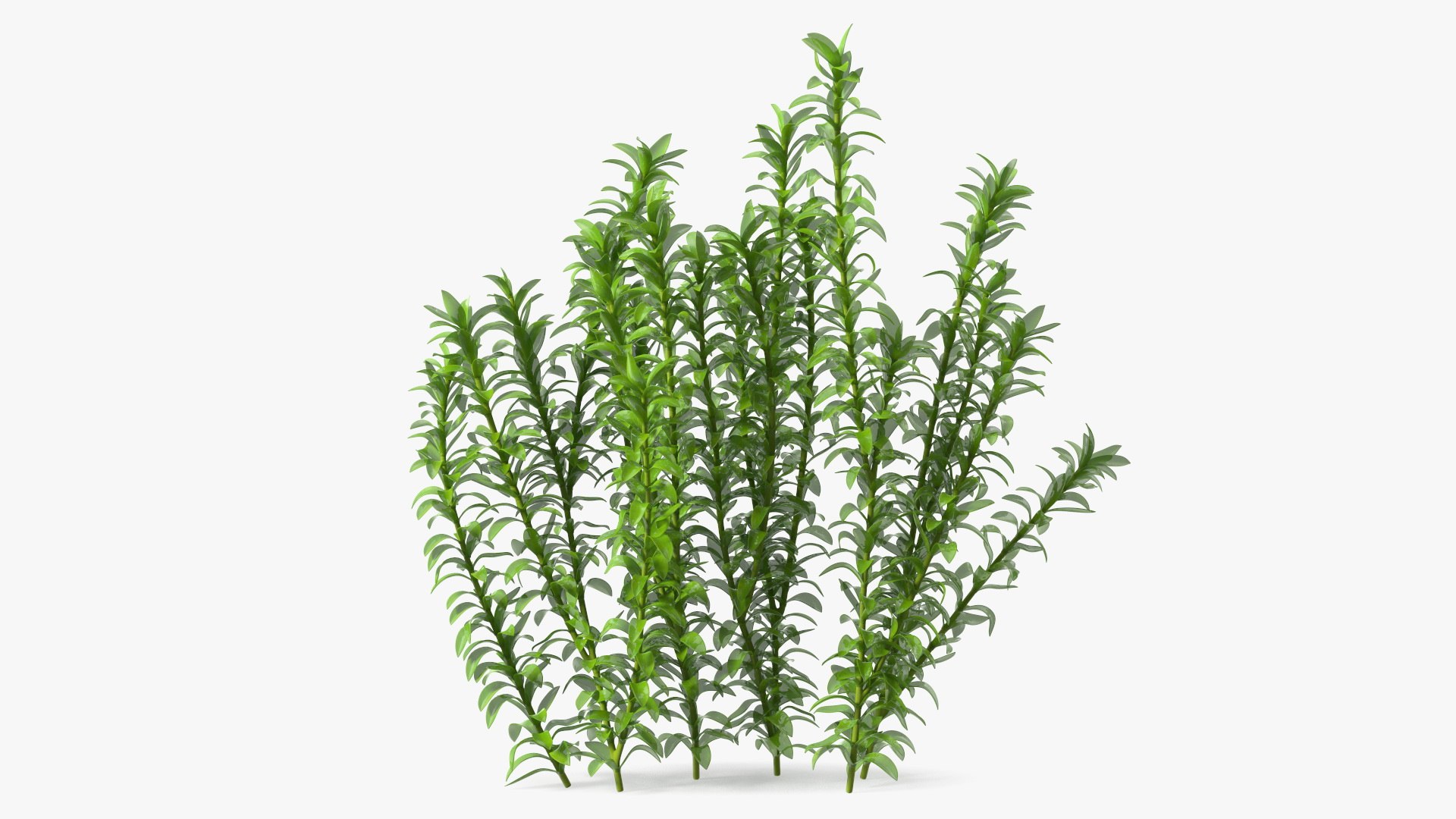 Aquarium Plant Elodea Young 3D model preview