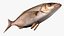 Sharpnose Perch