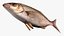 Sharpnose Perch