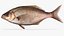 Sharpnose Perch