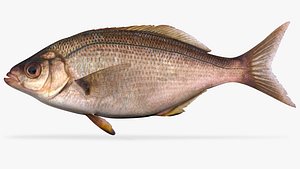 Sharpnose Perch