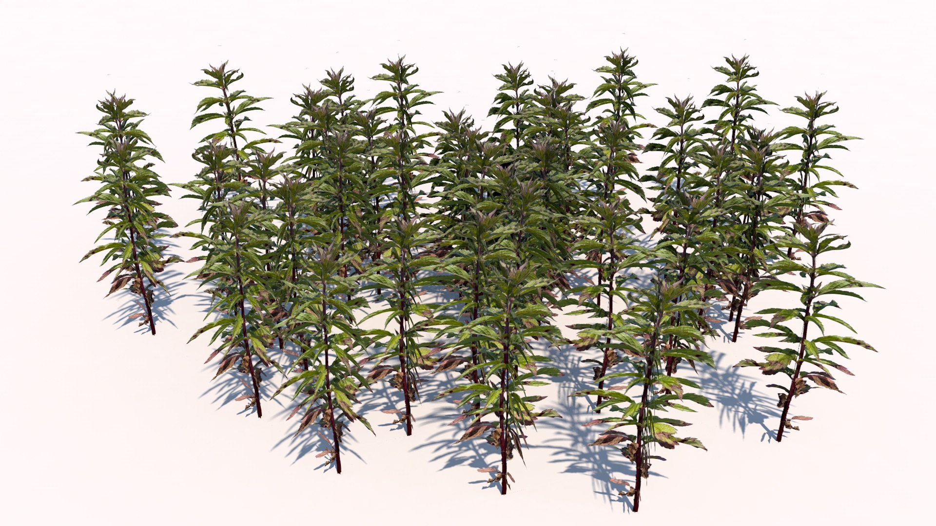 different plants 3d 3ds https://p.turbosquid.com/ts-thumb/sE/9tmQQR/TiuwZIcE/3/jpg/1463925525/1920x1080/fit_q87/127cd6524d01c809c3d45e467e4ff32b3b108757/3.jpg