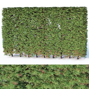 occidentalis hedge thuya 3D model