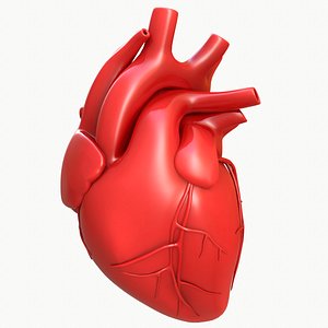 modeled human heart 3D
