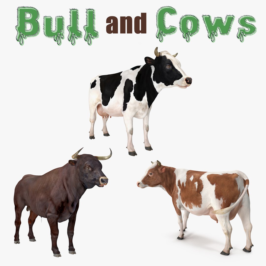 Bull and Cows 3D Models Collection 3D model preview