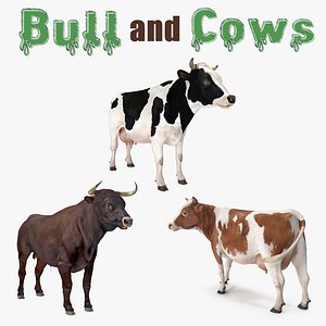bull cows model