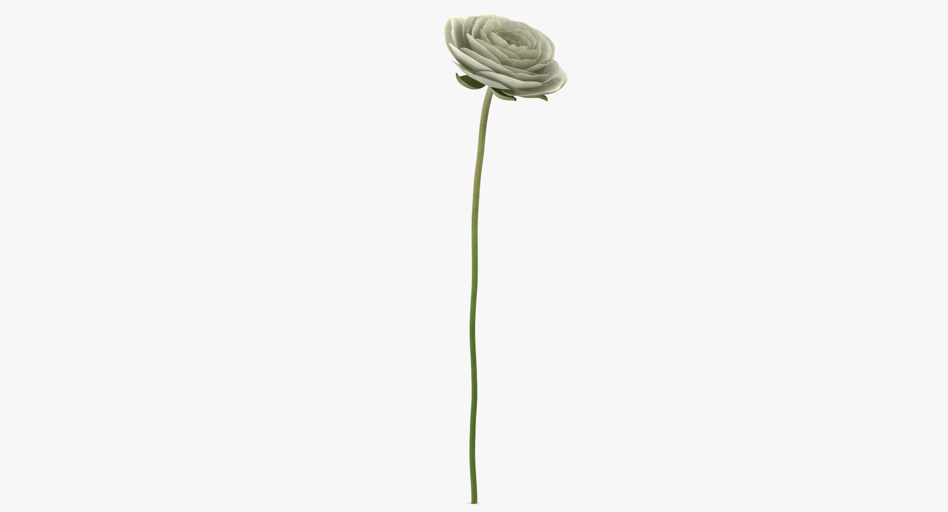 flowers 03 - 77 3D https://p.turbosquid.com/ts-thumb/sE/P3vg14/7jtQJUkx/0000/jpg/1564581014/1920x1080/turn_fit_q99/d07f6e9fc58da0e031904971247774c66f4cc547/0000-1.jpg