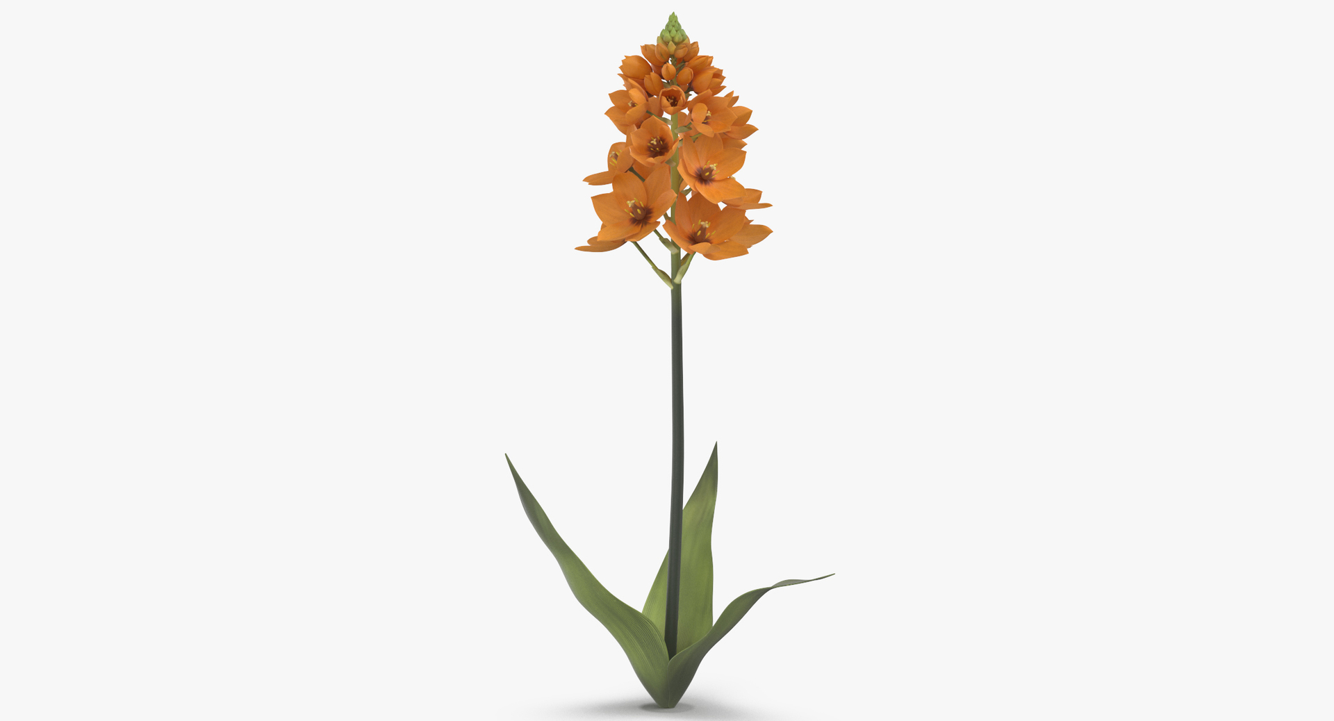 flowers 03 - 77 3D https://p.turbosquid.com/ts-thumb/sE/P3vg14/IDvnxSQc/0000/jpg/1566208588/1920x1080/turn_fit_q99/d7d973a09edbadcfdceca7d112f28a1783b1965a/0000-1.jpg