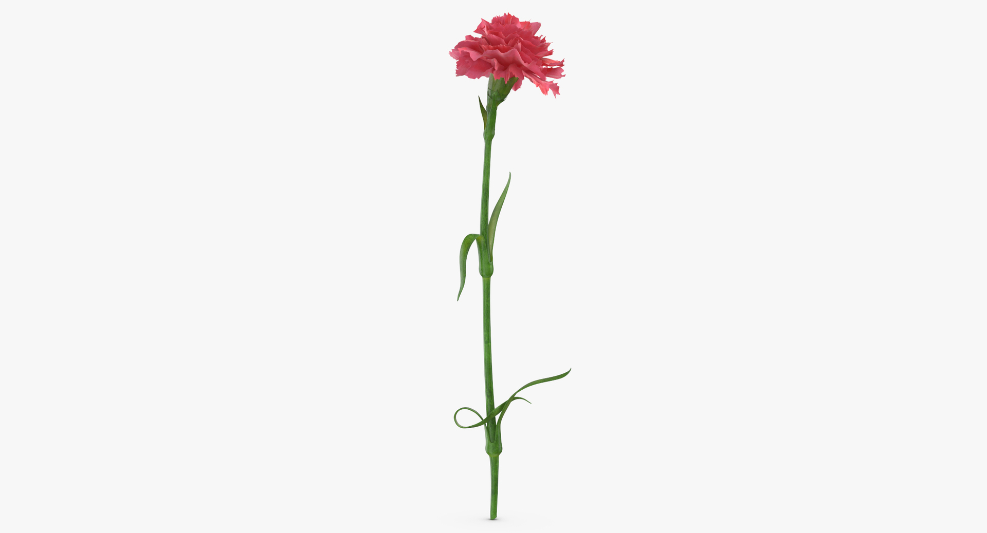 flowers 03 - 77 3D https://p.turbosquid.com/ts-thumb/sE/P3vg14/Op9Pwng4/0000/jpg/1564580116/1920x1080/turn_fit_q99/fad89ac8e483e90073c07c9bdb156c9ef77e3010/0000-1.jpg