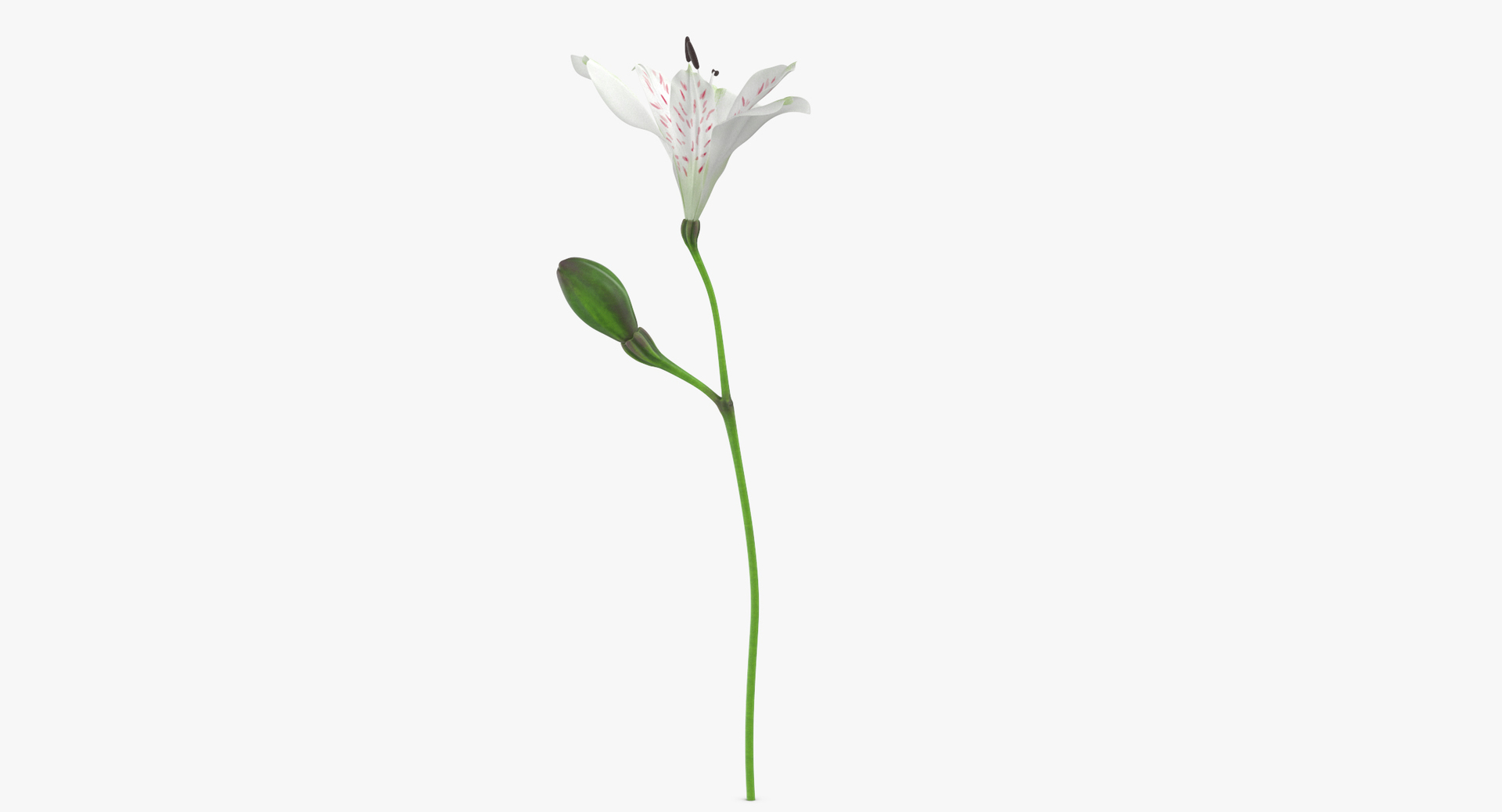 flowers 03 - 77 3D https://p.turbosquid.com/ts-thumb/sE/P3vg14/WgA5e53A/0000/jpg/1566207007/1920x1080/turn_fit_q99/07195967fc709e46bc9821ab5870c51b9eb77ca0/0000-1.jpg