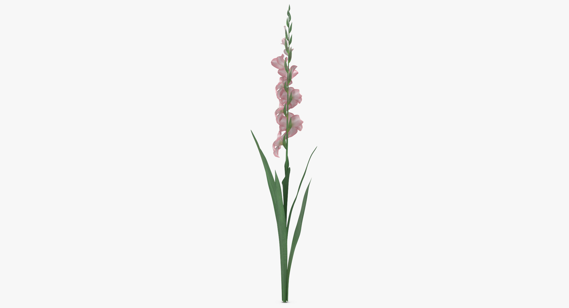 flowers 03 - 77 3D https://p.turbosquid.com/ts-thumb/sE/P3vg14/bLzOXslF/0000/jpg/1566208084/1920x1080/turn_fit_q99/251c61b2a811c1489a8bc8c77a9b4afbcd35983f/0000-1.jpg