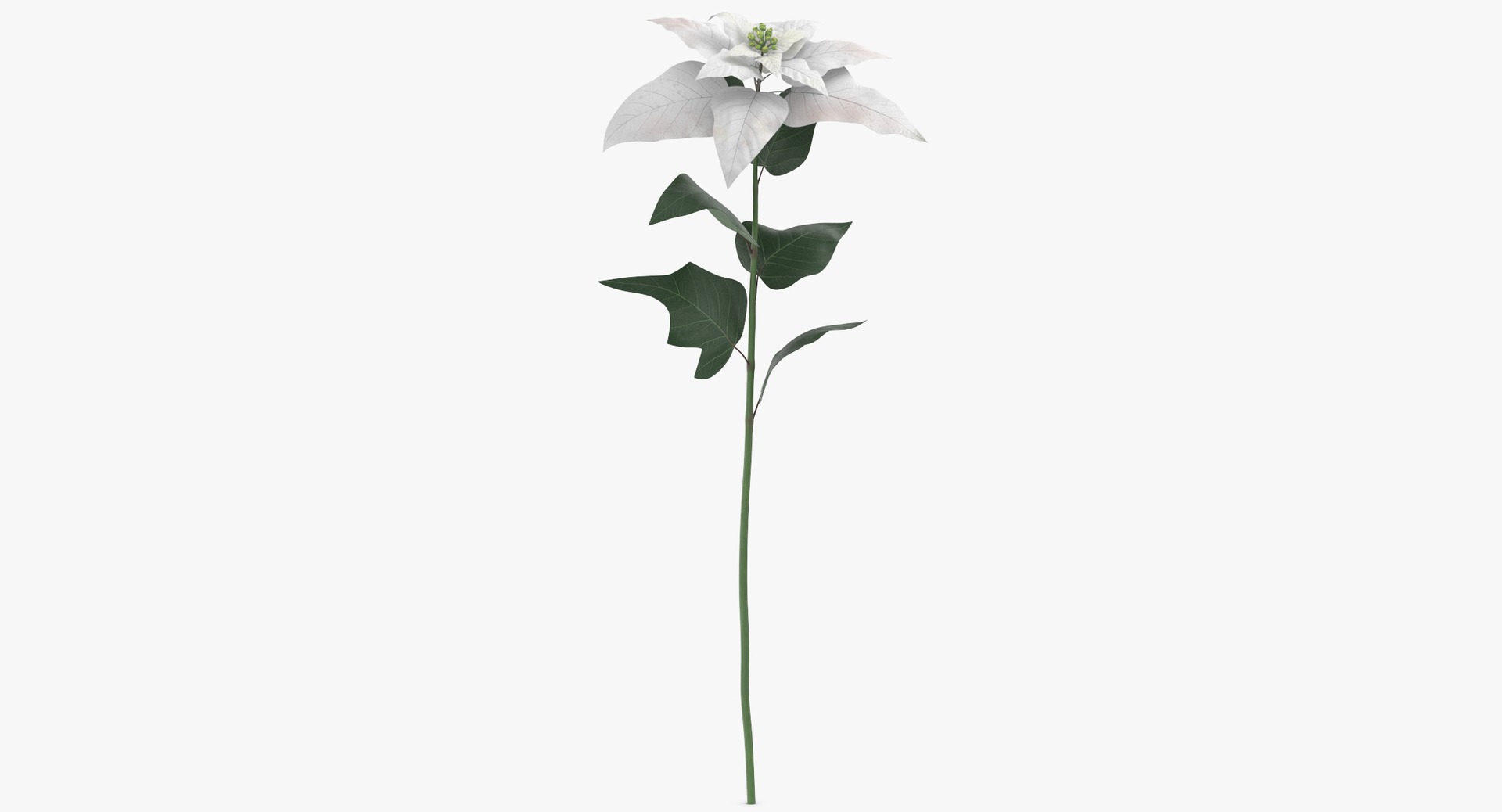 flowers 03 - 77 3D https://p.turbosquid.com/ts-thumb/sE/P3vg14/gSH9foe7/0000/jpg/1566208180/1920x1080/turn_fit_q99/45e70e11b6154e38f3df93d127de2449d0c5cce4/0000-1.jpg
