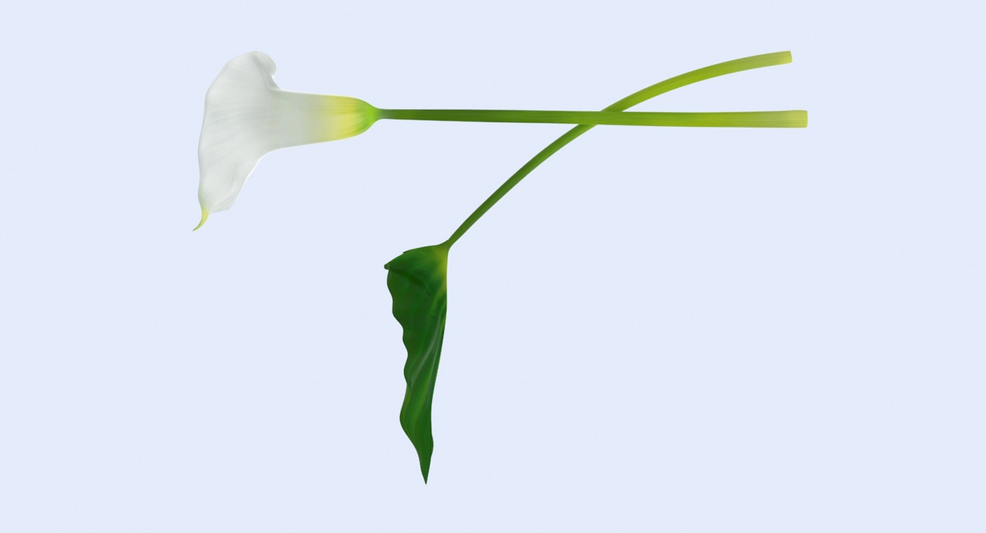 3d model calla-lily---single-laying