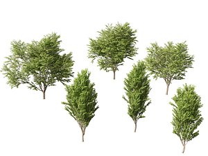 Zelkova serrata Green Vase - Japanese Elm 3D