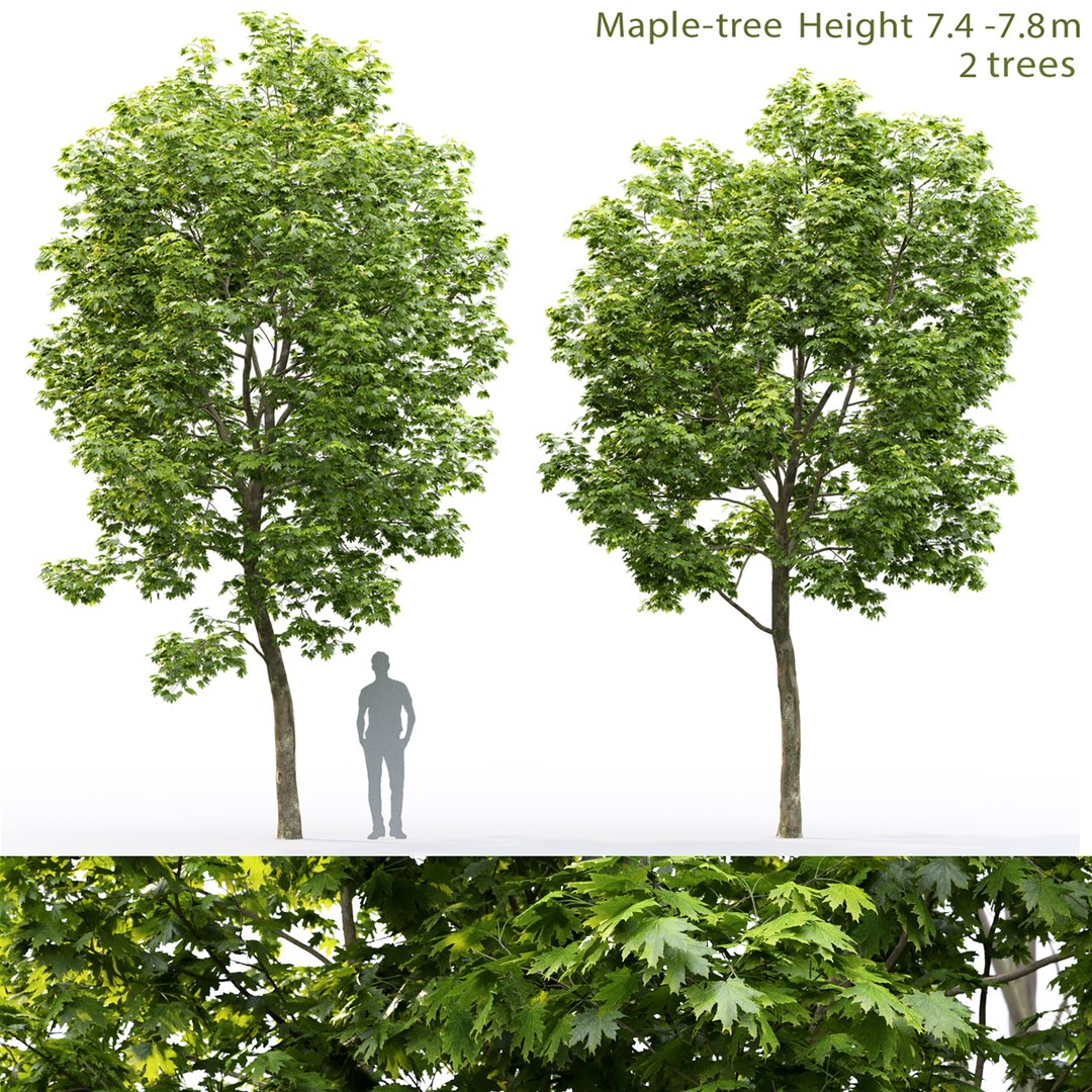 3D Maple Trees - TurboSquid 1692718