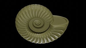 Ammonoid shell with ventral nodes and convex ribs 3D