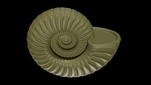 Ammonoid shell with ventral nodes and convex ribs