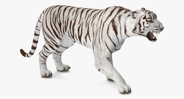 White tiger roar model - TurboSquid 1271734