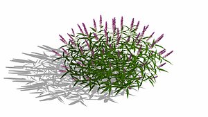 3D Salvia Leucantha-mexican sage FACE ME model