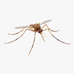 Mosquito 3D model