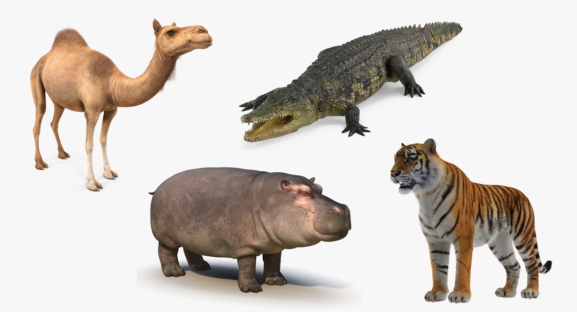 african animals model https://p.turbosquid.com/ts-thumb/sF/VxBU8N/51SdaOC1/africananimalscollection3dmodel004/jpg/1530213225/1920x1080/fit_q87/434dcddebbb4ba232795531994842238bff5bfa1/africananimalscollection3dmodel004.jpg