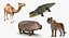 Collection d'animaux d'Afrique