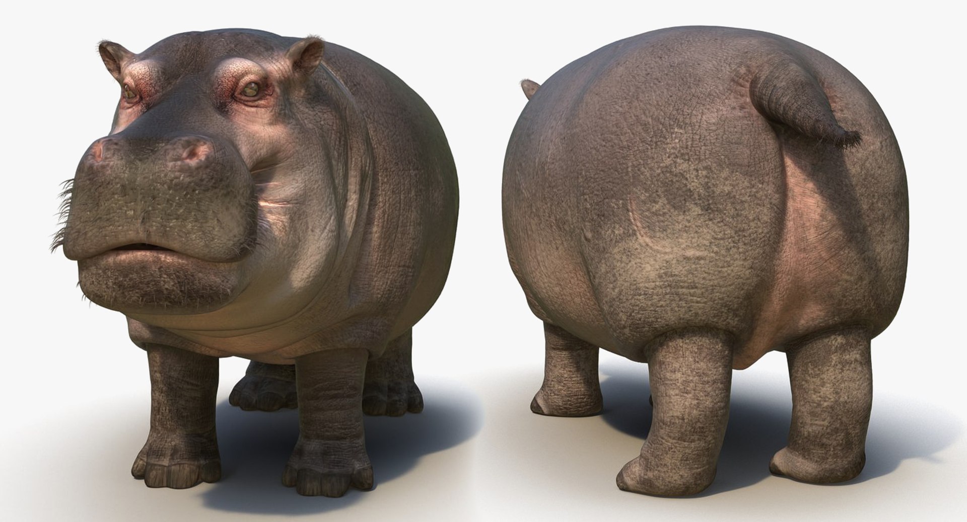 african animals model https://p.turbosquid.com/ts-thumb/sF/VxBU8N/5ppmP27i/africananimalscollection3dmodel047/jpg/1530213226/1920x1080/fit_q87/72a6808f3675ea6b7312962bd3a7112939890d0a/africananimalscollection3dmodel047.jpg