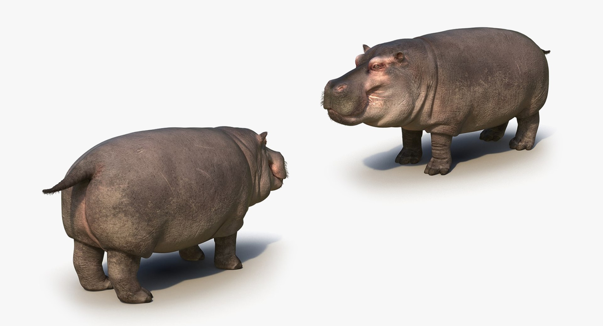 african animals model https://p.turbosquid.com/ts-thumb/sF/VxBU8N/LRl6fjBU/africananimalscollection3dmodel045/jpg/1530213226/1920x1080/fit_q87/a82ff4ad6ea5e2fb4b123d12cb0893587a4a2f62/africananimalscollection3dmodel045.jpg