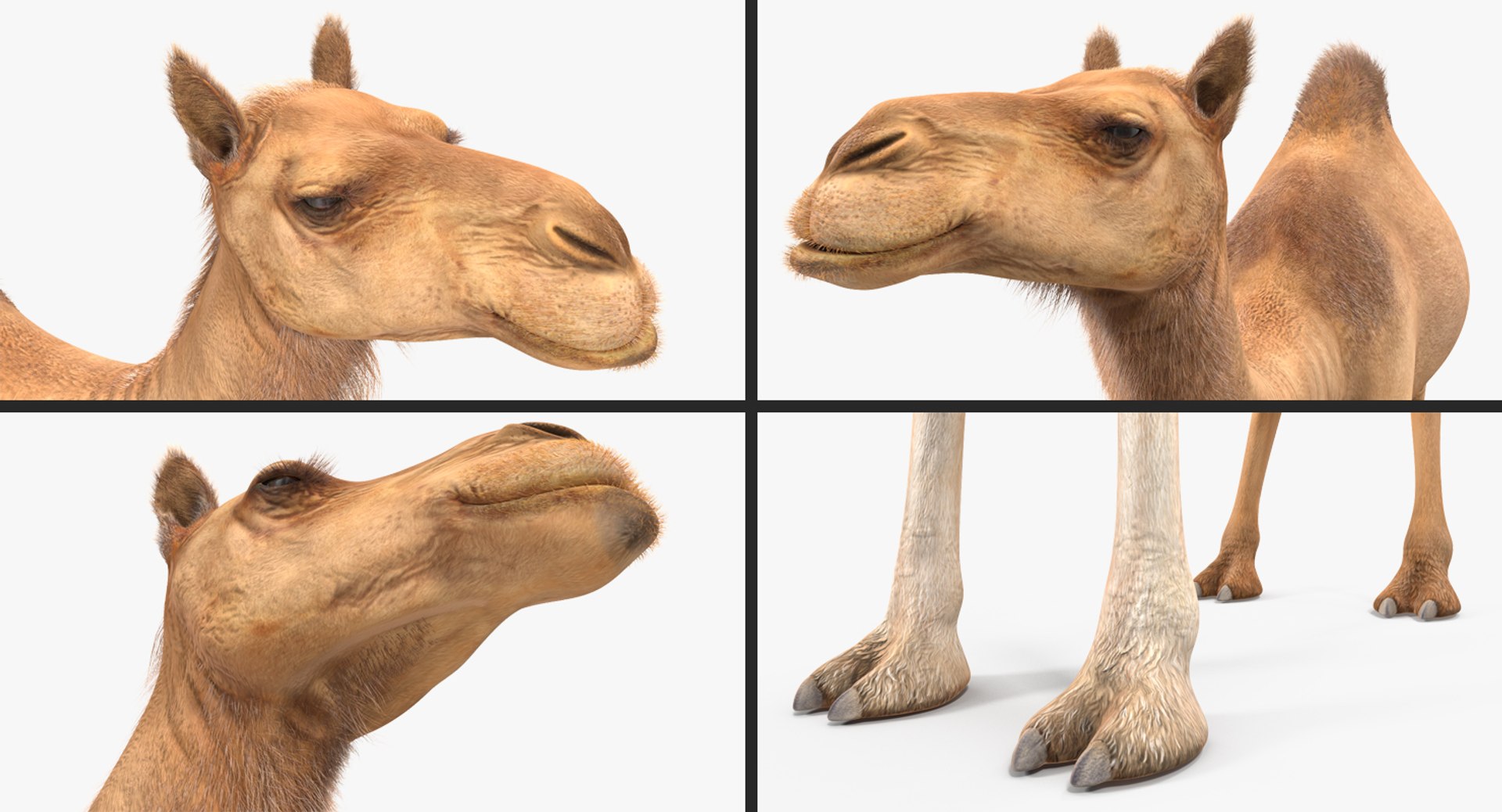african animals model https://p.turbosquid.com/ts-thumb/sF/VxBU8N/fhDqi2fp/africananimalscollection3dmodel043/jpg/1530213226/1920x1080/fit_q87/eada267407511b6abf602adfb45e03ddc482a6c9/africananimalscollection3dmodel043.jpg