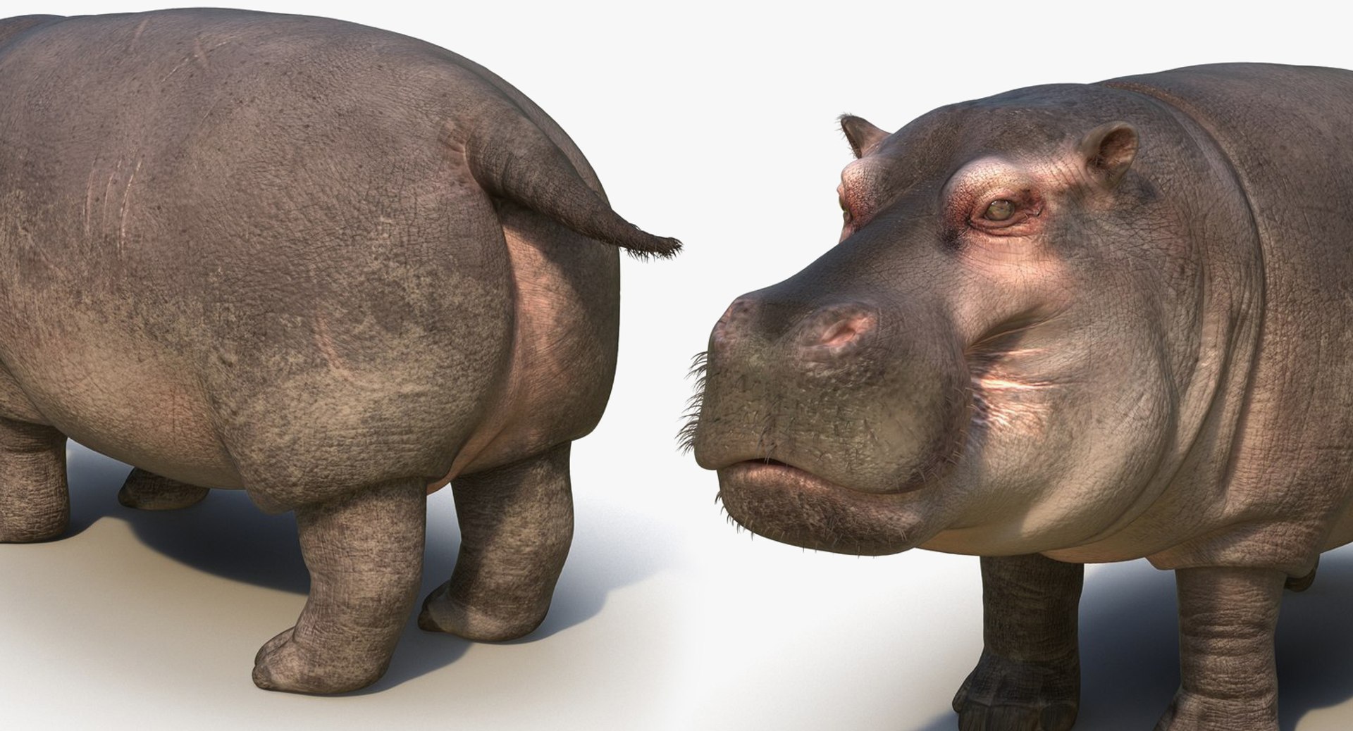 african animals model https://p.turbosquid.com/ts-thumb/sF/VxBU8N/h3JBufbZ/africananimalscollection3dmodel049/jpg/1530213226/1920x1080/fit_q87/e72091e99afccc2269e1df075bcba25c34a4fe0c/africananimalscollection3dmodel049.jpg