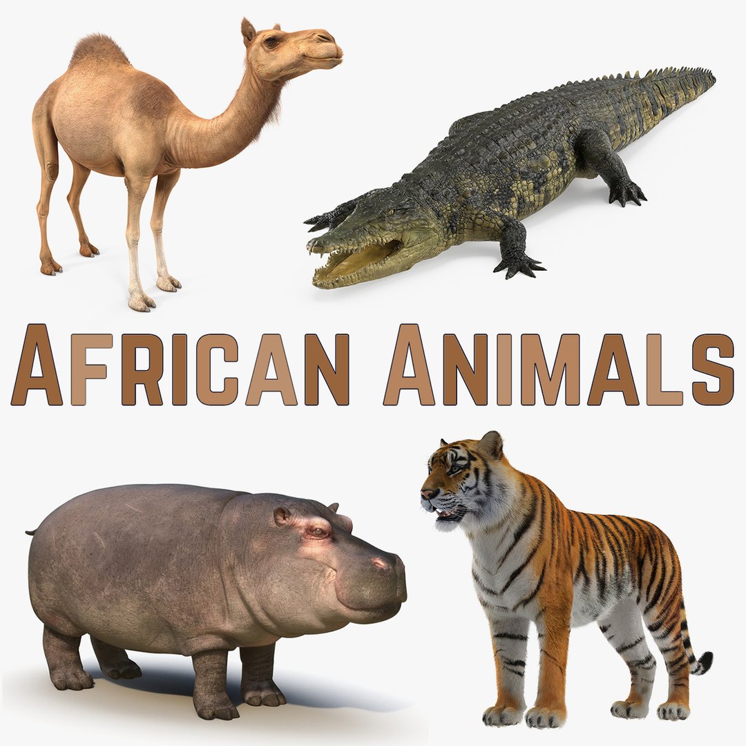African Animals 3D Models Collection 3D model preview