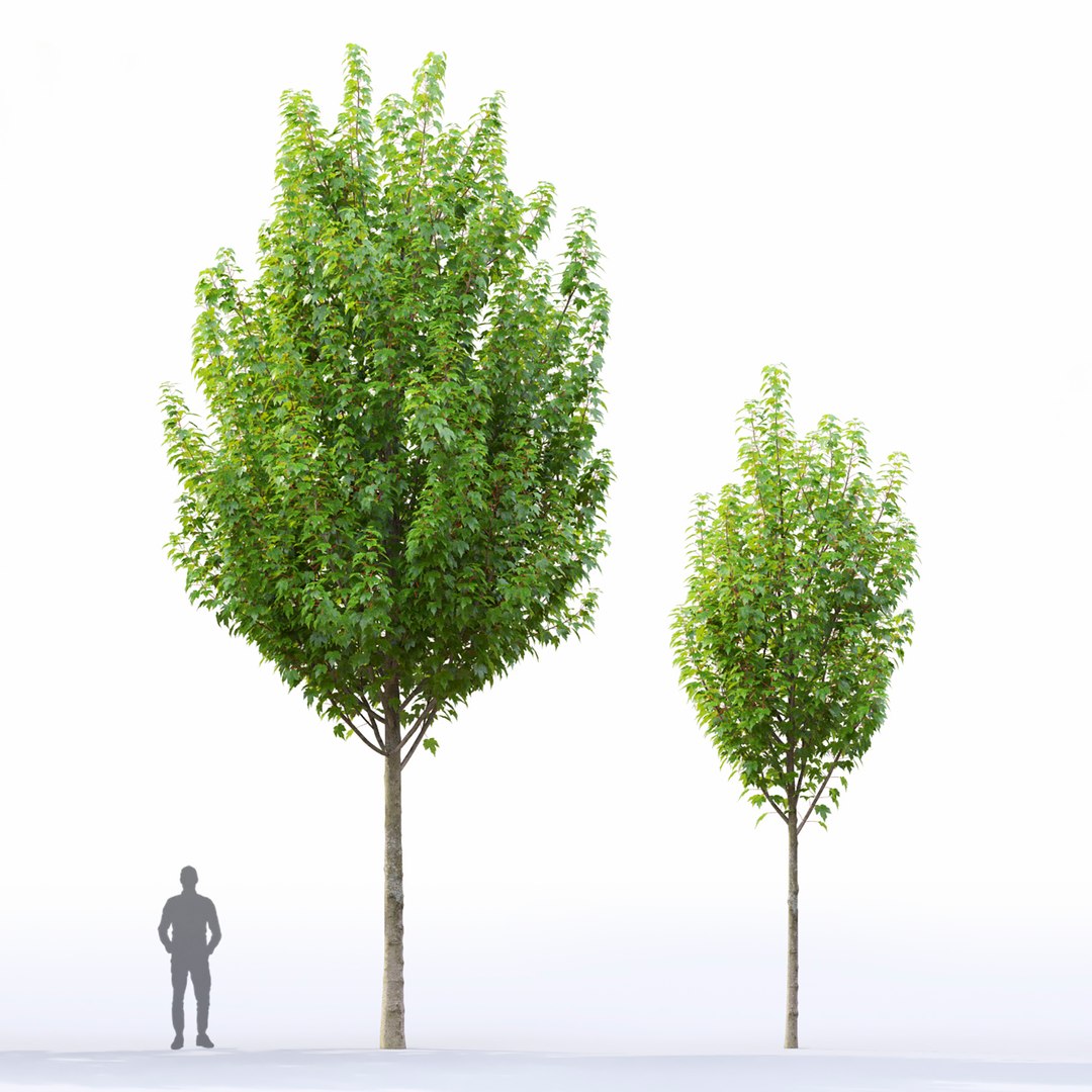 Acer Rubrum 01 model https://p.turbosquid.com/ts-thumb/sF/z0VBR2/5i/5/jpg/1633598288/1920x1080/fit_q87/356955a21a1c6d428b65694febef1875a8f19b17/5.jpg