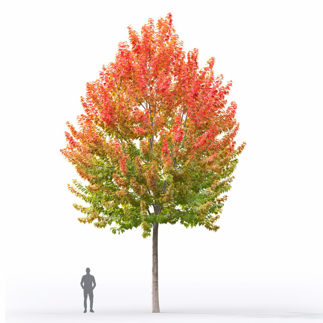 Acer Rubrum 01 model https://p.turbosquid.com/ts-thumb/sF/z0VBR2/JZ/2/jpg/1633598289/1920x1080/fit_q87/7e3523217fad6fcfa382c7218c29169a81c158a8/2.jpg