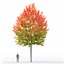 Rubrique Acer 01