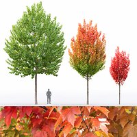 Acer Rubrum 01