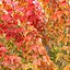 Rubrique Acer 01