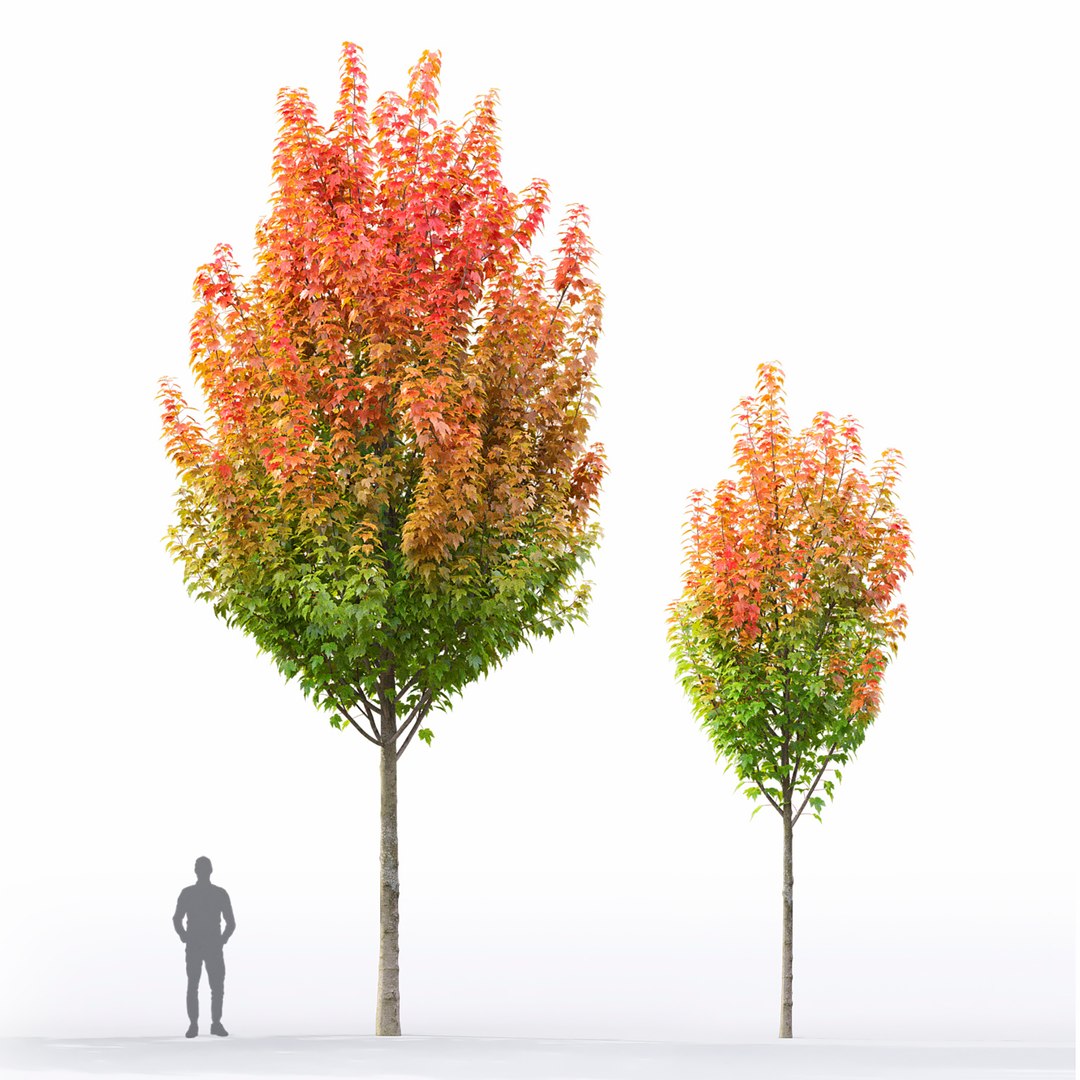 Acer Rubrum 01 model https://p.turbosquid.com/ts-thumb/sF/z0VBR2/hv/3/jpg/1633598294/1920x1080/fit_q87/109a21841fddf6cd51f483c986bad7c667c0a738/3.jpg