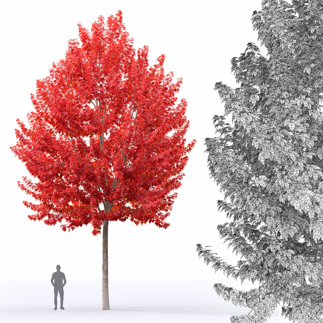 Acer Rubrum 01 model https://p.turbosquid.com/ts-thumb/sF/z0VBR2/qG/7/jpg/1633598292/1920x1080/fit_q87/0b33d18574a92b27e58258fbacf862be04733372/7.jpg